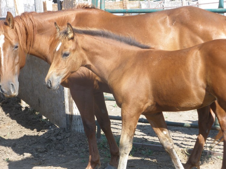 Peaches and her filly
