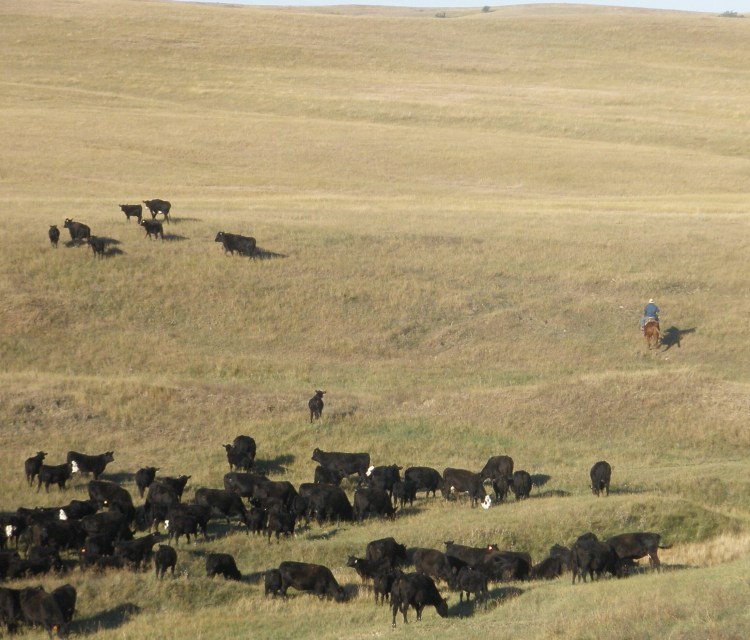 P9290012 Crossing a draw and Frank about to get a head count