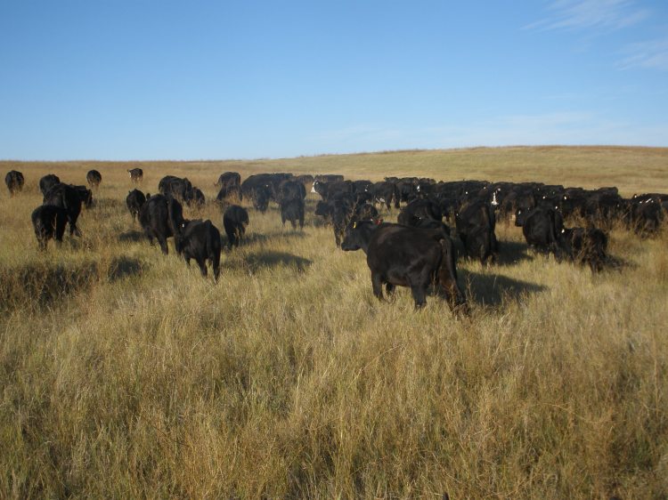 P9290014 Cattle look good. Lots of grass left
