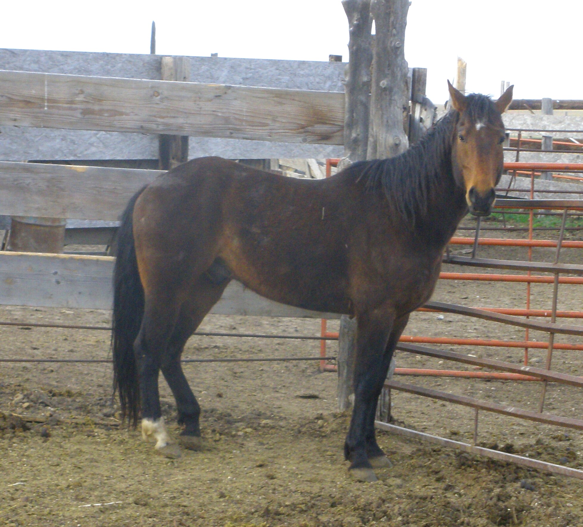 Mijo is finally getting some size to him. Late bloomer