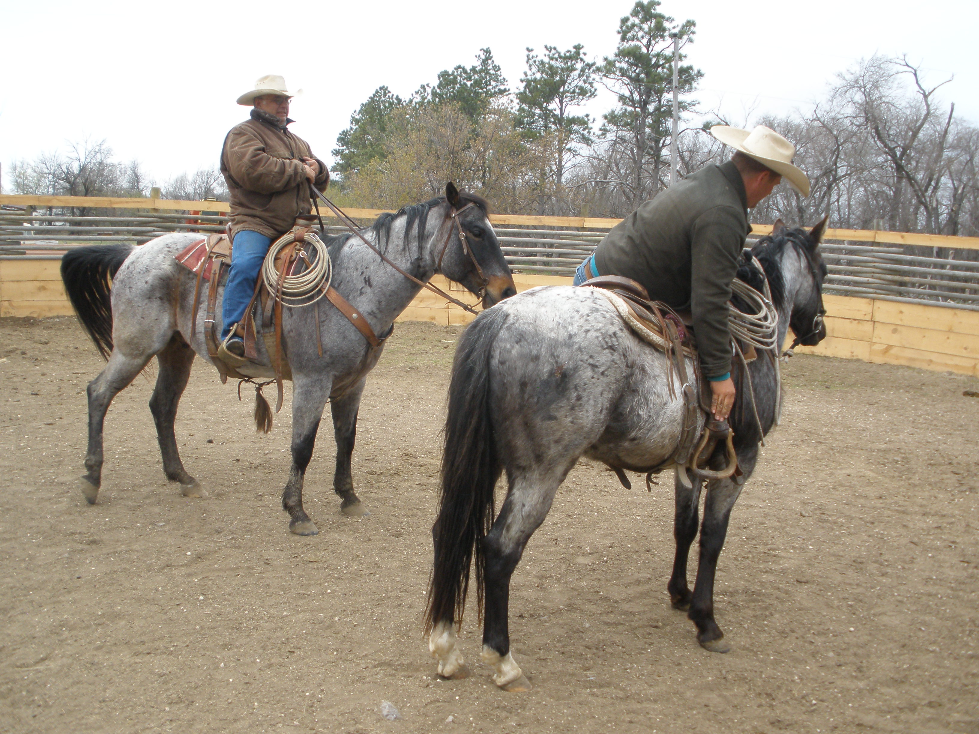 getting him used to the weight and stepping up in the saddle