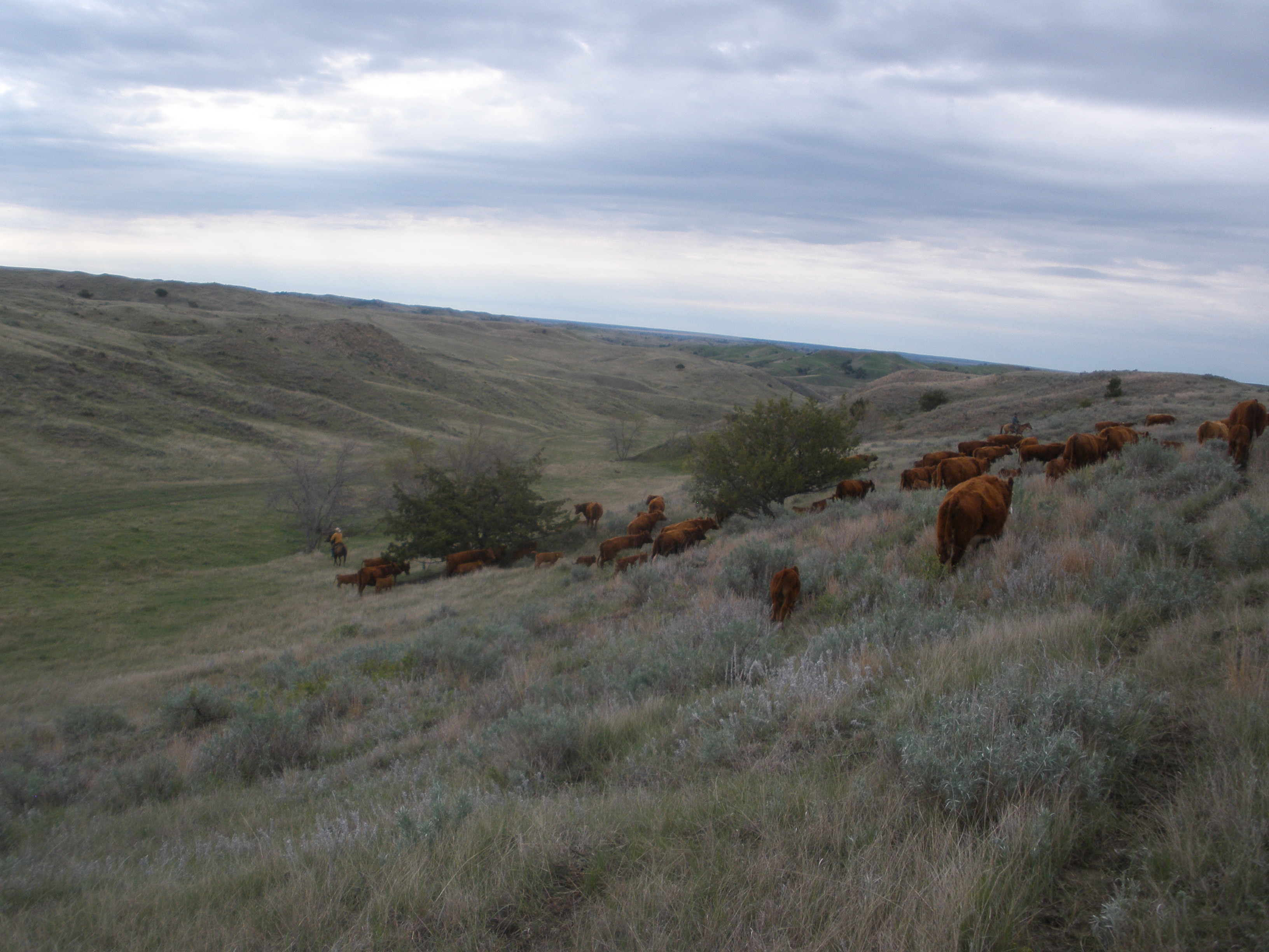pushing them over the ridge