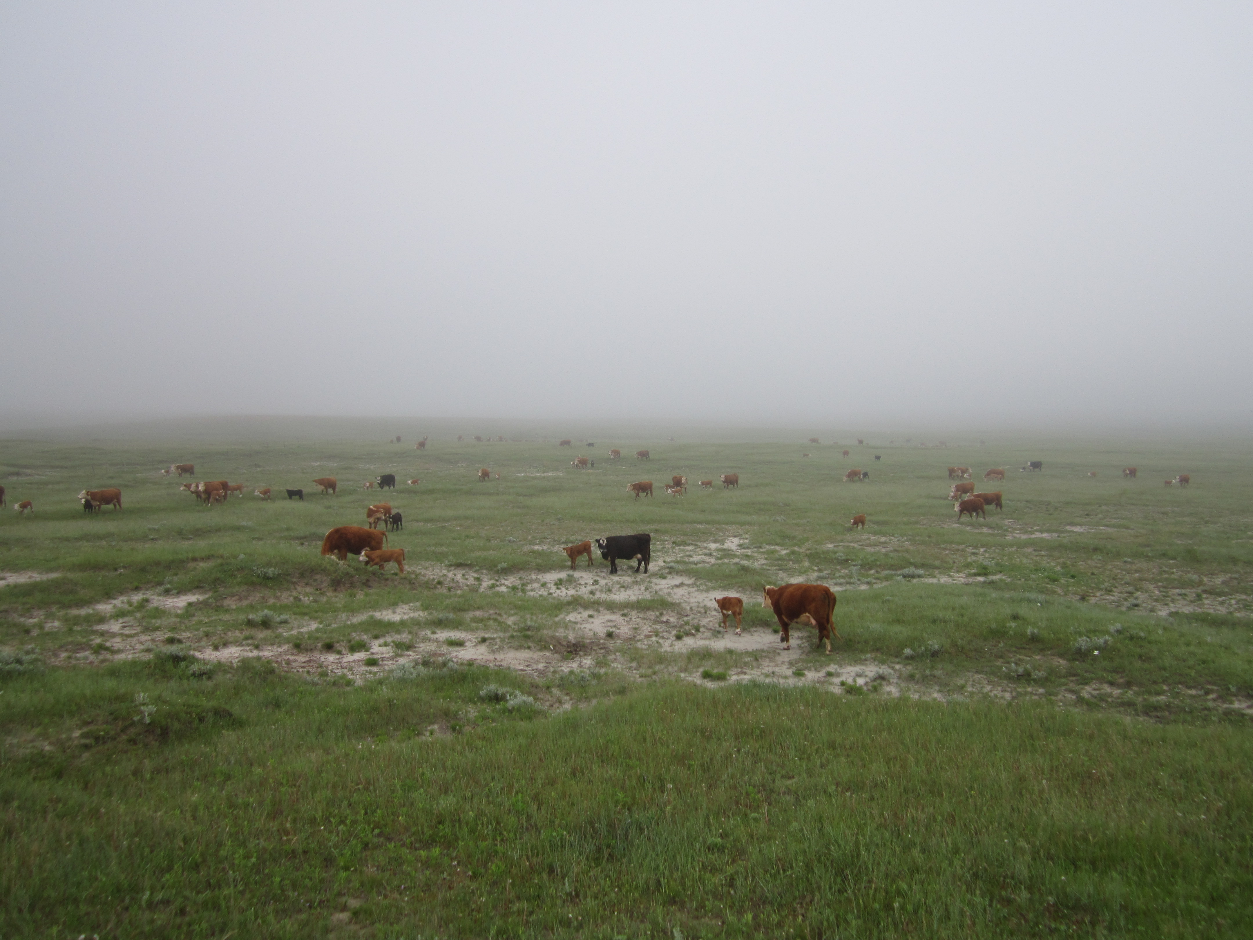 Don't see many of these straight Herefords anymore