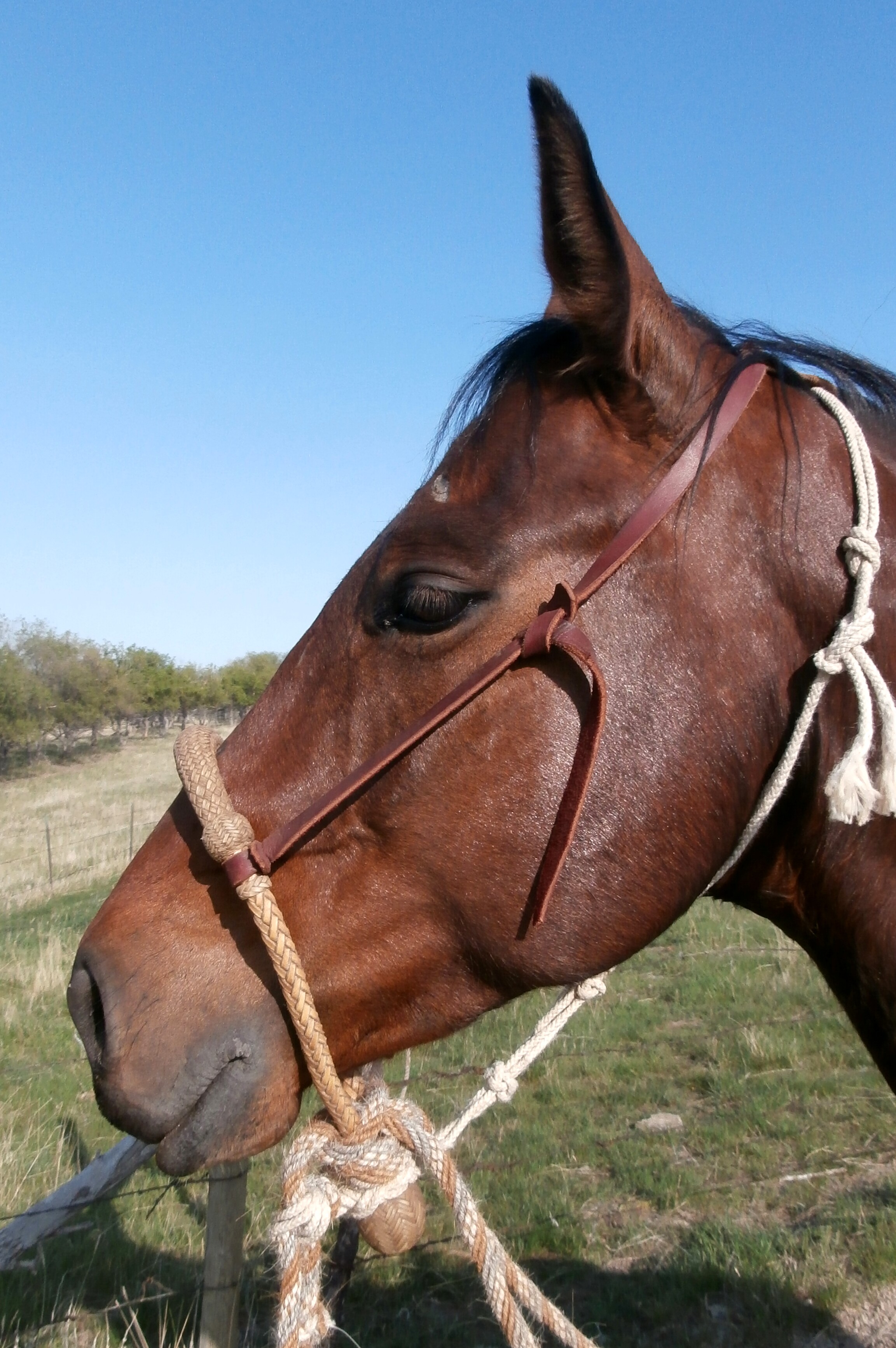 I used my Willy bosal on Mijo this afternooin while kicking out pairs.