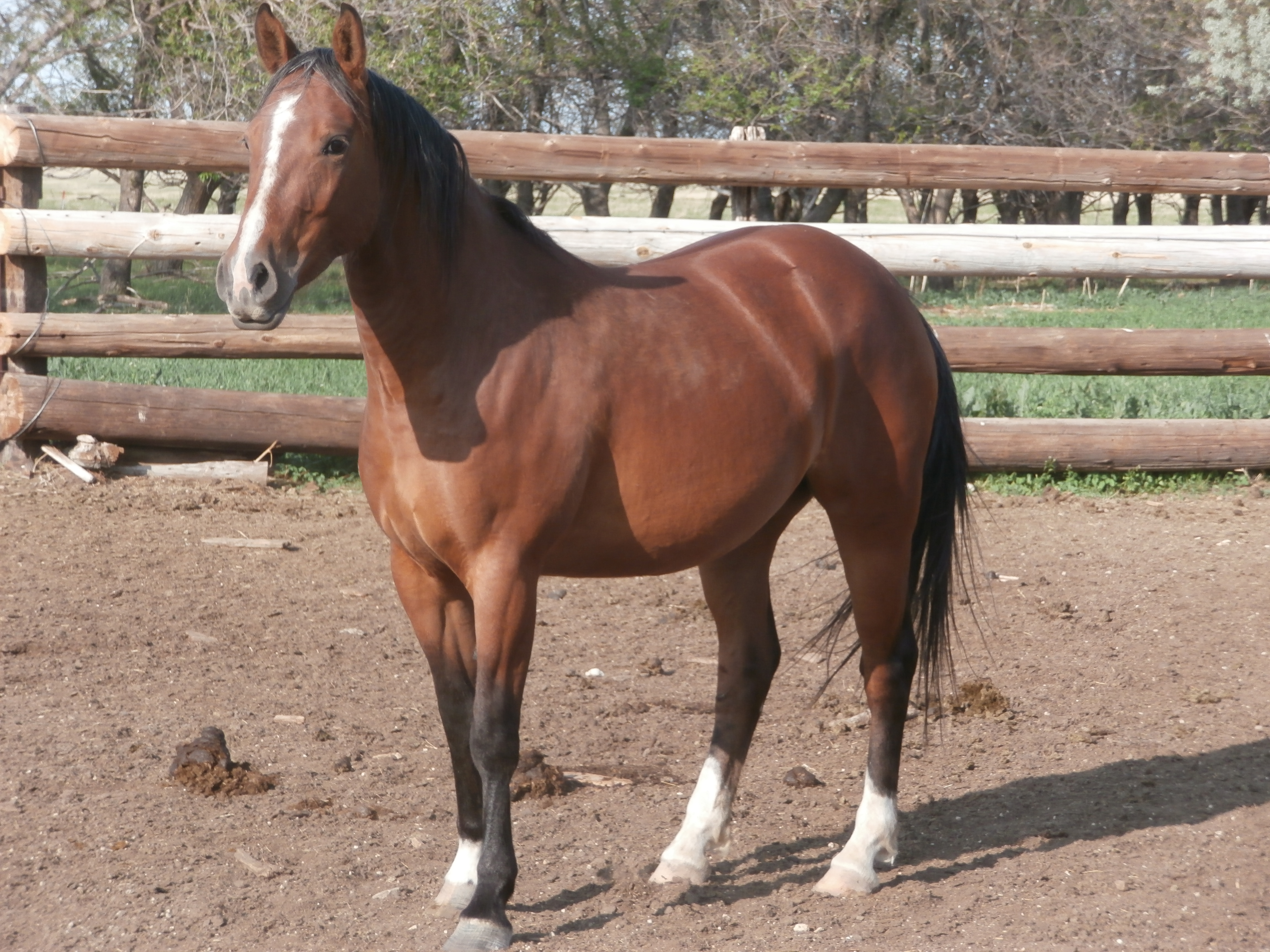 Swiss Miss. Oldest colt out of Mijo and Peaches