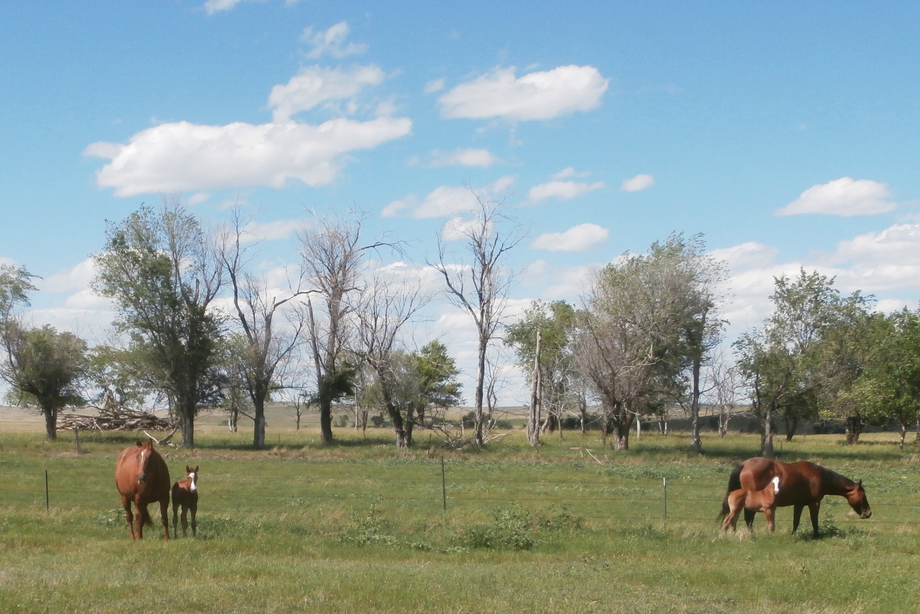 Peaches and Lena with their colt and filly