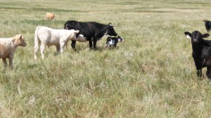 he's a painted up rascal