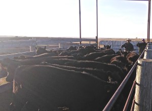 Pushing them on the scales