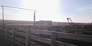 Here come the trucks